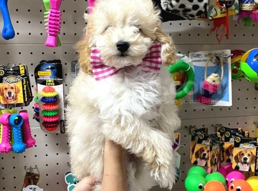 Sevimli Apricot Toy Poodle Yavrularımız görsel
