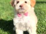Apricot Maltipoo Dişi Yavrularımız