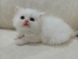 Safkan Irklara Sahip Kızımız İran Dollface Cinsi