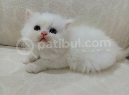 Safkan Irklara Sahip Kızımız İran Dollface Cinsi görsel