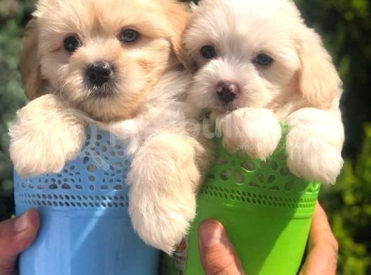 Light Apricot Maltipoo Erkek Yavrularımız görsel