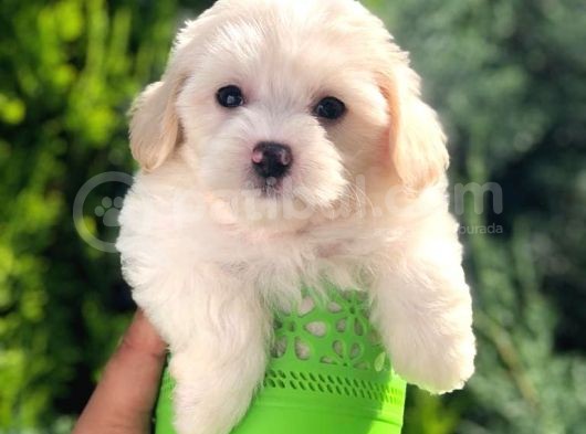 Light Apricot Maltipoo Erkek Yavrularımız görsel