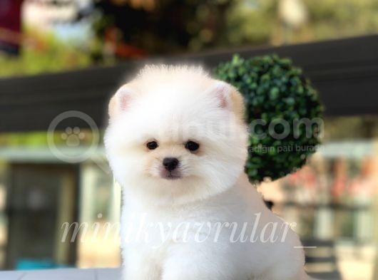 Ayıcık Teddy Face Pomeranian Yavrularımız görsel