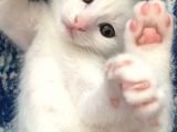 Beyaz Scottish Fold Son 2 Yavru