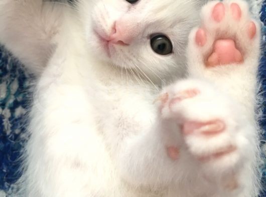 Beyaz Scottish Fold Son 2 Yavru görsel