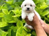 Tatlı Maltese Terri̇er Yavruları
