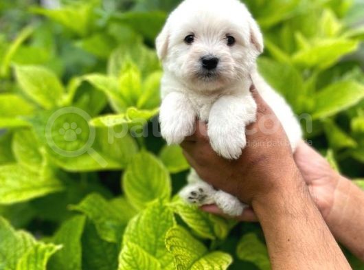 Tatlı Maltese Terri̇er Yavruları görsel