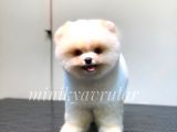 Irkının En İyileri Pomeranian Yavrularımız