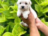 Tatlı Maltese Terri̇er Yavruları