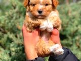 2.5 Aylık Erkek Ve Dişi Maltipoo Yavrular