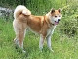 Saf Akita İnu Yavrular