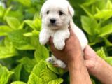 Tatlı Maltese Terri̇er Yavruları