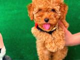 2.5 Aylık Erkek Ve Dişi Toy Poodle Yavrularımız