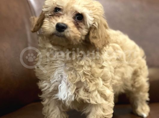 Kayısı Renk Maltipoo Yavrularımız görsel