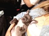 3 Aylık Blue French Bulldog