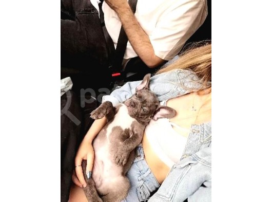 3 Aylık Blue French Bulldog görsel
