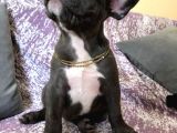 3 Aylık Blue French Bulldog
