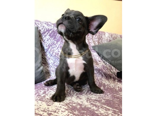 3 Aylık Blue French Bulldog görsel