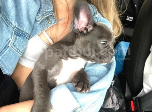 3 Aylık Blue French Bulldog