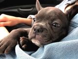 3 Aylık Blue French Bulldog
