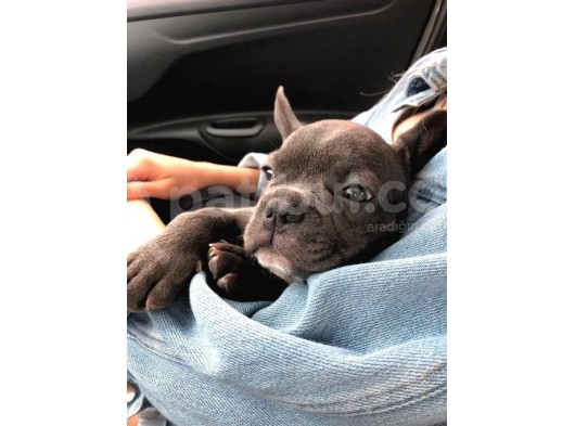 3 Aylık Blue French Bulldog görsel