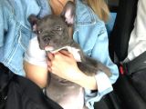 3 Aylık Blue French Bulldog