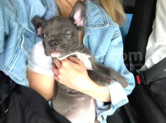 3 Aylık Blue French Bulldog görsel