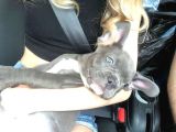 3 Aylık Blue French Bulldog