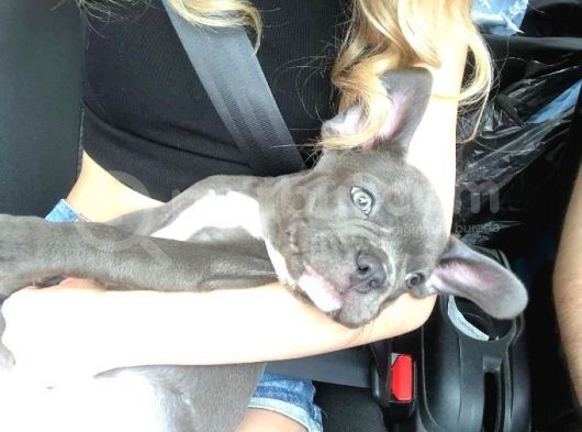 3 Aylık Blue French Bulldog görsel