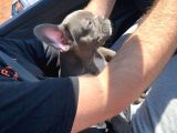 3 Aylık Blue French Bulldog
