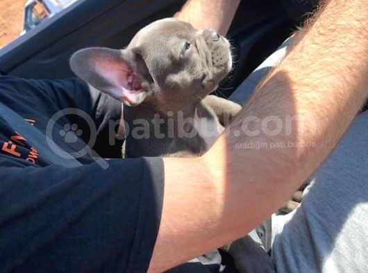 3 Aylık Blue French Bulldog görsel