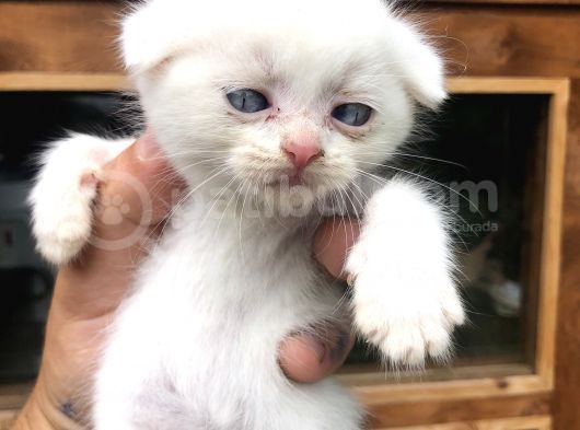 Scottish Fold Yavruları görsel