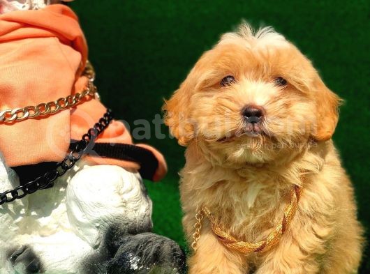 2.5 Aylık Erkek Maltipoo Yavrumuz
