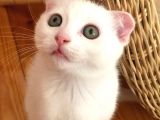 Beyaz Scottish Fold Son 2 Yavru