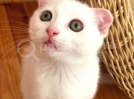 Beyaz Scottish Fold Son 2 Yavru görsel