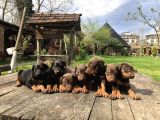 King Dobermann Yavruları