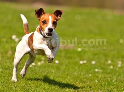 Jackrussel Yavrularımız görsel