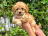 2.5 Aylık Erkek Ve Dişi Maltipoo Yavrular