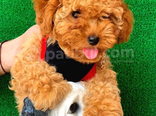 2.5 Aylık Erkek Ve Dişi Toy Poodle Yavrularımız görsel