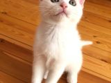Beyaz Scottish Fold Son 2 Yavru