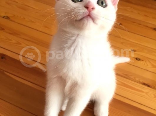 Beyaz Scottish Fold Son 2 Yavru görsel