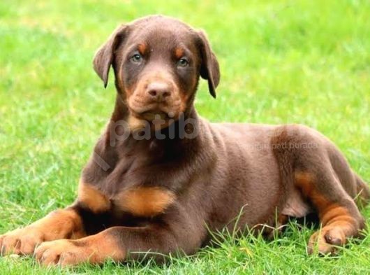 King Dobermann Yavruları görsel