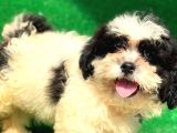 2.5 Aylık Erkek Maltipoo Yavrumuz