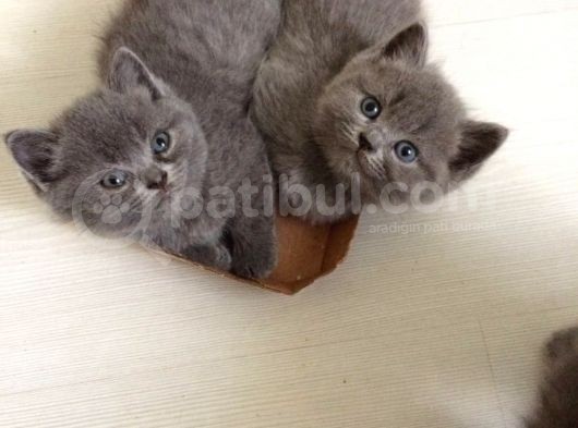 Orijinal British Shorthair görsel