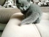 Orijinal British Shorthair