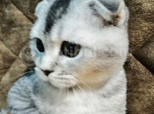 3 Aylık Erkek Aşıları Tam görsel
