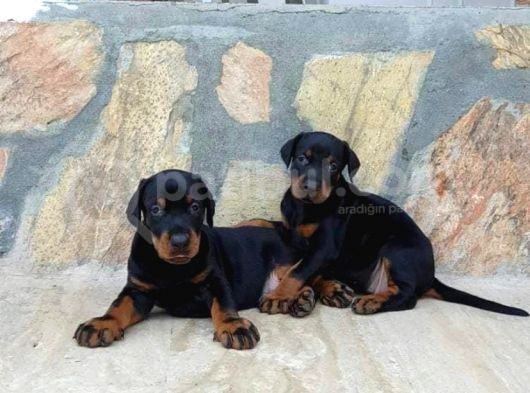 Mermi Gibi Dobermann Yavrular Erkek Dişi görsel