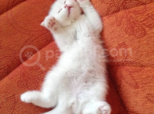 British Shorthair Tam 2 Aylık Yavrumuz görsel