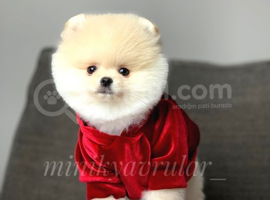 Safkan Teddy Face Pomeranian Yavrularımız görsel