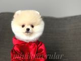 Safkan Teddy Face Pomeranian Yavrularımız